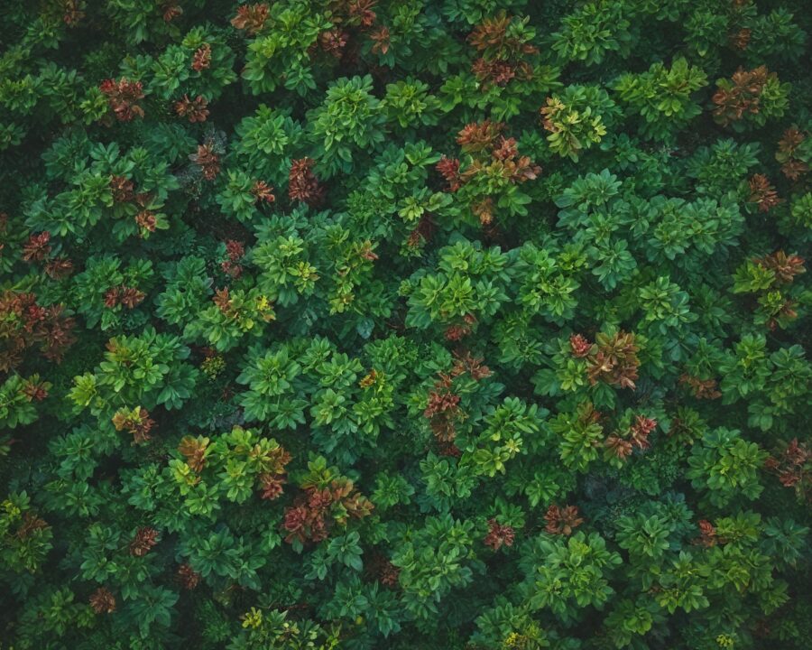 Diferenças entre telhados verdes extensivos e intensivos