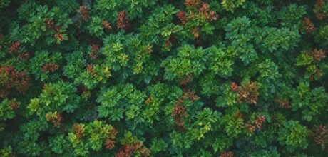 Diferenças entre telhados verdes extensivos e intensivos