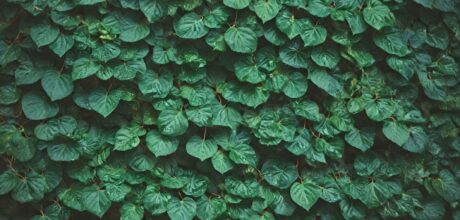 Materiais Biodegradáveis: Construindo com Consciência Ambiental