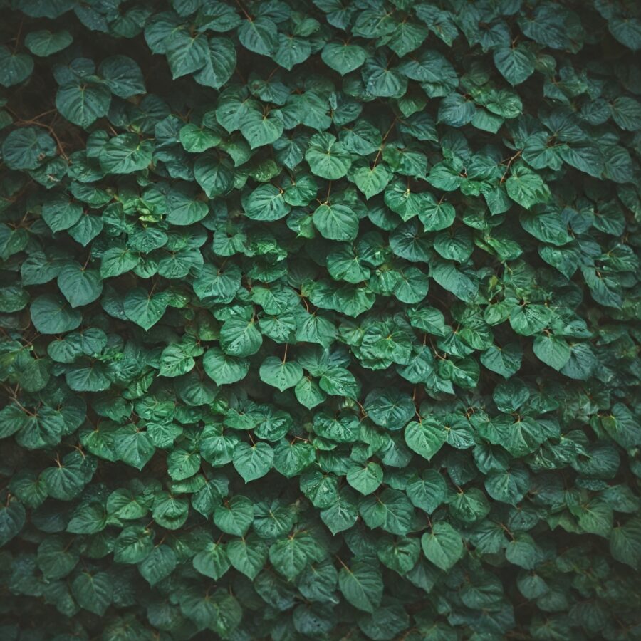 Materiais Biodegradáveis: Construindo com Consciência Ambiental